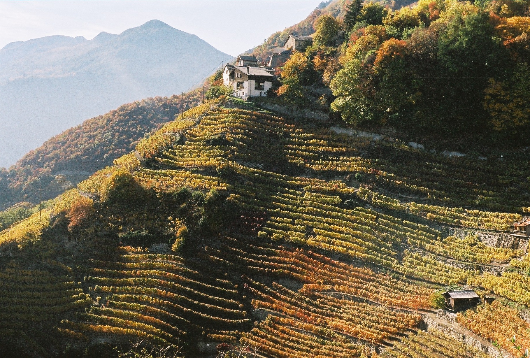 Suisse - Valais - vignoble de la Combe d'Enfer