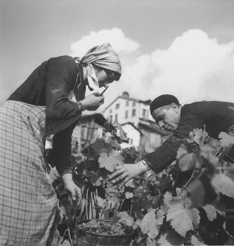 Jour de vendanges dans les annes 50