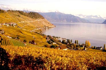 Domaine du Daley, Lavaux
