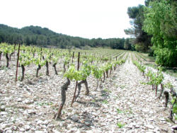 Domaine de Trévallon, terroir