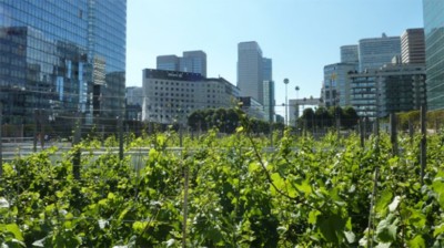 La vigne du Clos de Chantecoq, la Dfense, Paris.