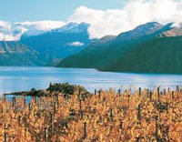 RIPPON VINEYARD & WINERY