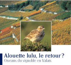Alouette lulu, le retour ?
Oiseaux du vignoble en Valais