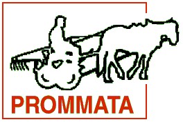 Prommata