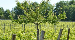 Domaine Emile Grelier arbres vignes