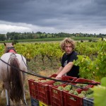 Benoit Courault - Vendanges © Jean-Yves Bardin.