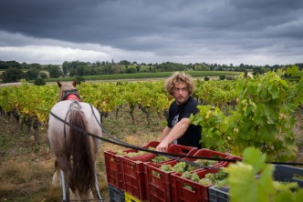 Benoit Courault - Vendanges © Jean-Yves Bardin.