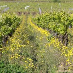 Vignes Domaine de l'Ecu