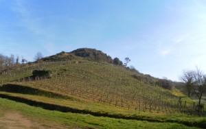 Domaine Pithon-Paillé - Coteau des Treilles