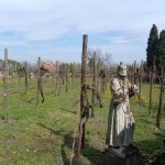 Le vignoble de Torcello