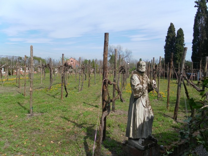 Le vignoble de Torcello