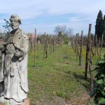 Le vignoble de Torcello