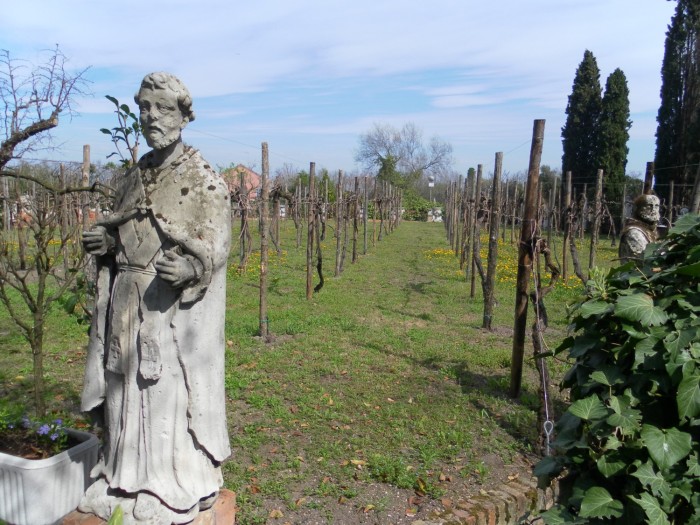 Le vignoble de Torcello