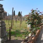 Le vignoble de Torcello