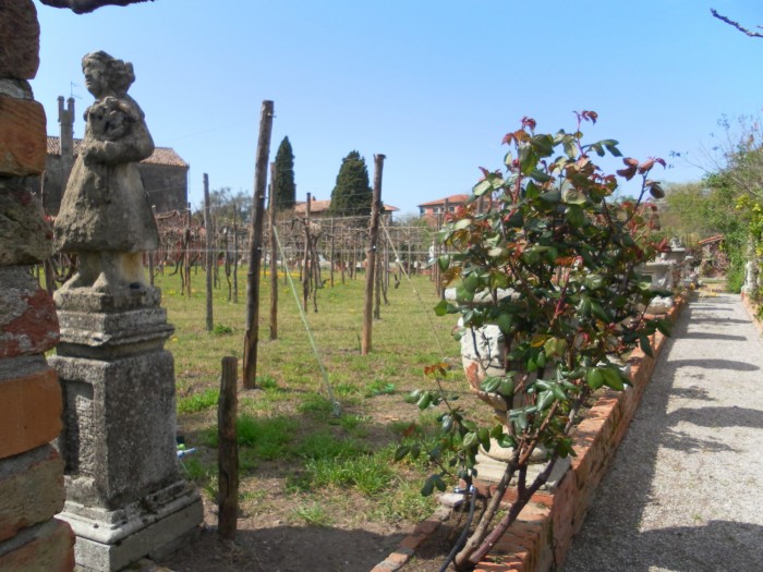 Le vignoble de Torcello