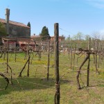 Le vignoble de Torcello