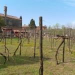 torcello-vignoble-5