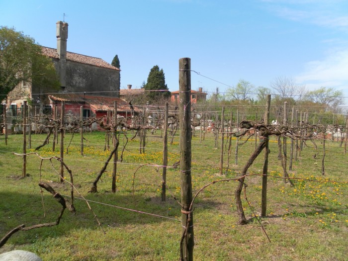 Le vignoble de Torcello