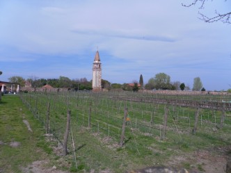 Vignoble de Mazzorbo