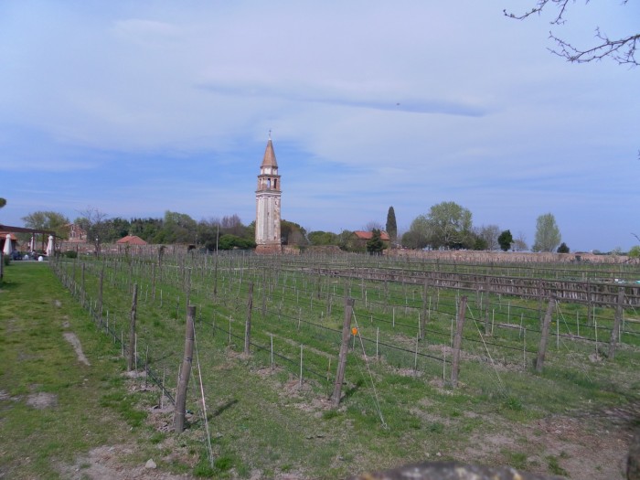 Vignoble de Mazzorbo