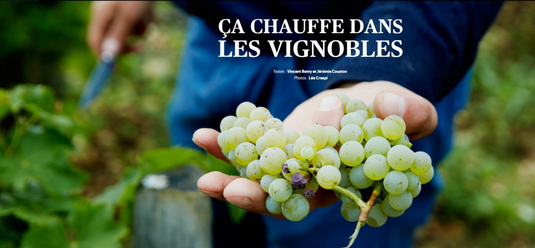 telerama-ca-chauffe-dans-les-vignes